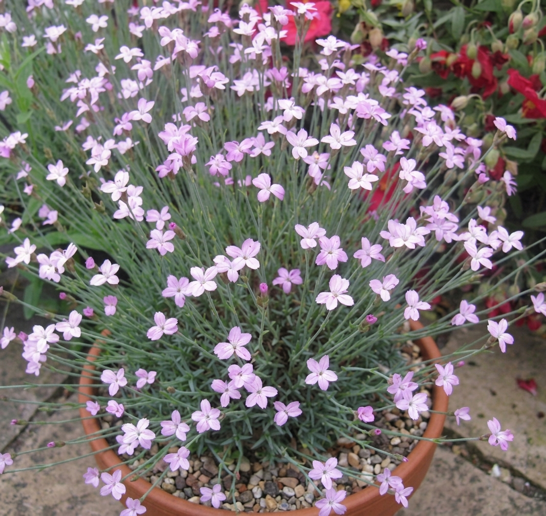Dianthus arpadianus pumilus 